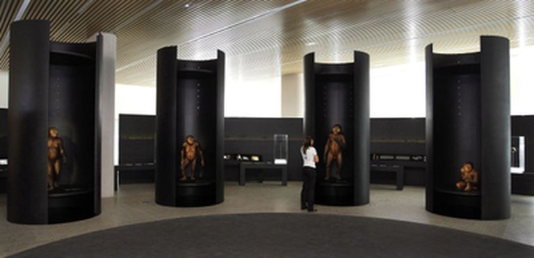 La sala de los homínidos del Museo de la Evolución Humana, en Burgos.