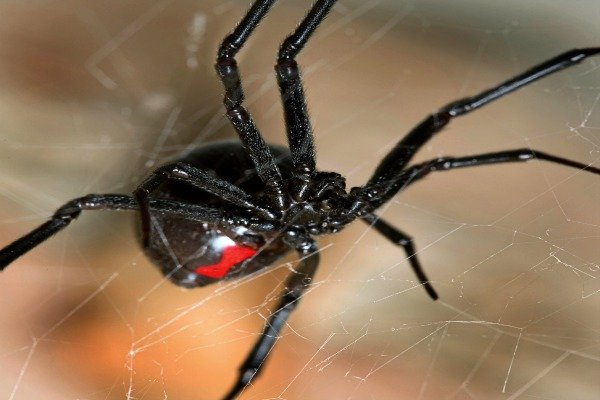 ¿Es esa una araña peligrosa, viuda negra?