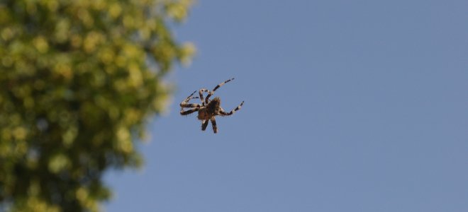 araña en el aire exterior