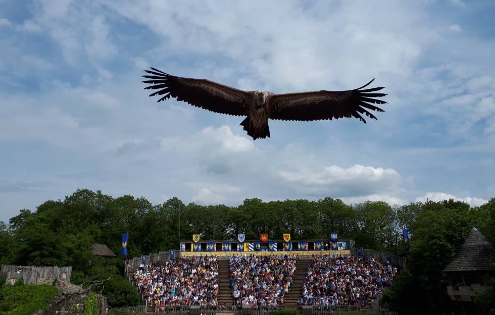 Un buitre sobrevuela los asientos del público en el espectáculo de las aves de Puy du Fou.