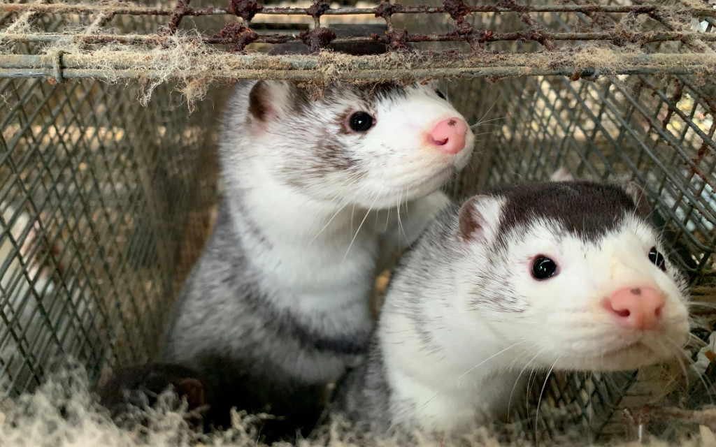 Dinamarca sacrificará a millones de visones ante riesgosa mutación de coronavirus