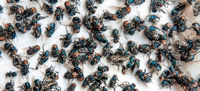 racimo de moscas negras muertas