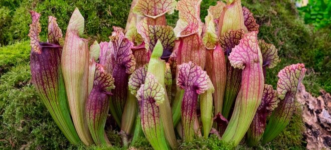 plantas de jarra carnívoras