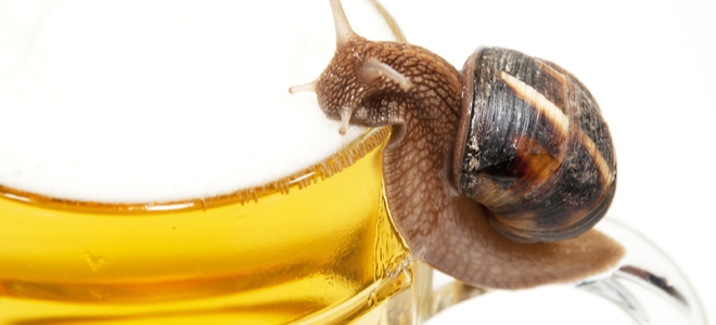 9 estrategias fáciles de prevención de plagas que no está utilizando