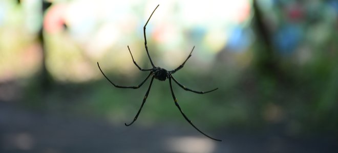 araña negra en el aire exterior