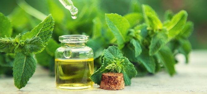 aceite esencial de menta
