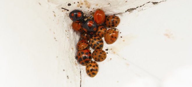 infestación de mariquitas en la esquina