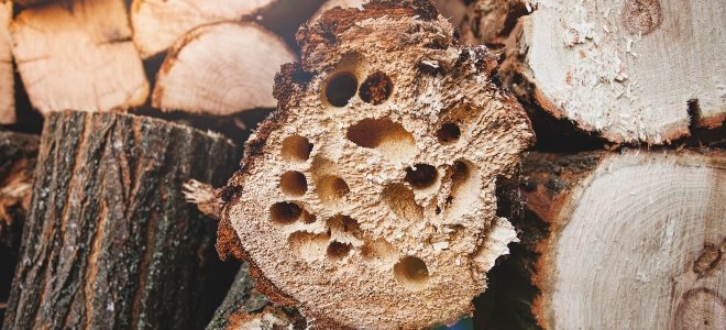 leña con agujeros para insectos
