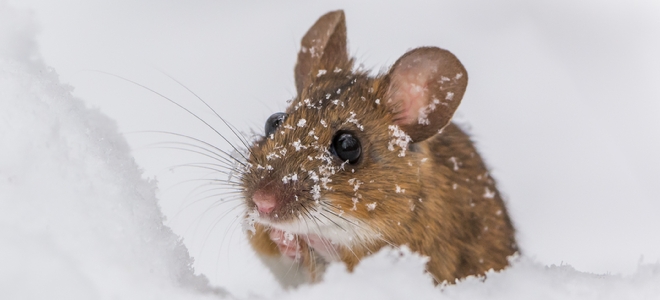 Cómo deshacerse de 4 plagas de invierno