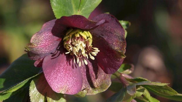 Más allá de la Flor de Pascua, estas son las mejores plantas para decorar la casa en Navidad