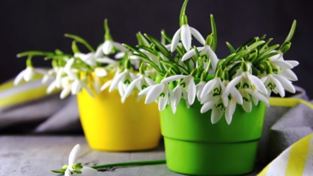 Más allá de la Flor de Pascua, estas son las mejores plantas para decorar la casa en Navidad