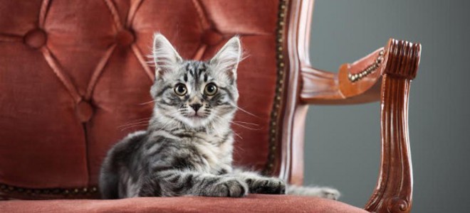 4 bricolaje para refrescar sus muebles