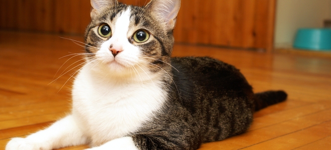 Cómo quitar el olor a orina de gato de las tablas del piso de madera