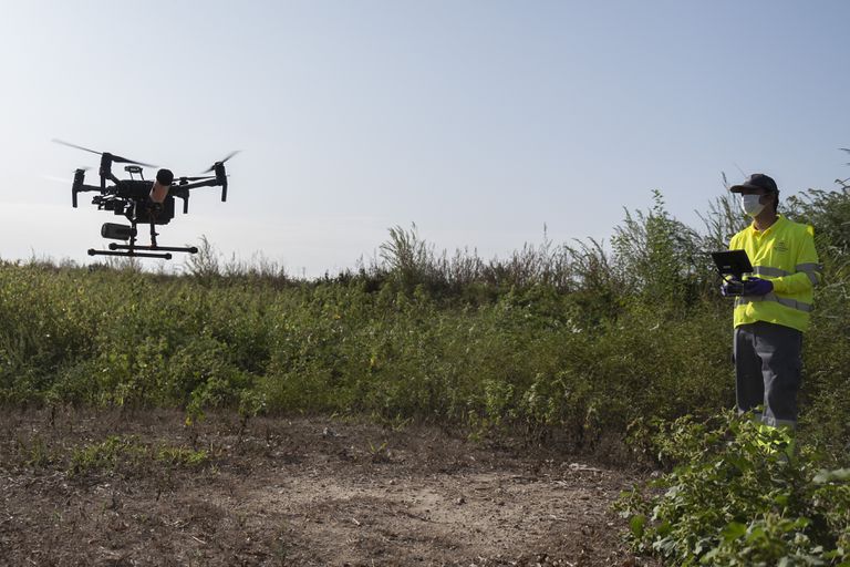Un técnico vuela un dron para fumigar al mosquito del virus del Nilo en Coria del Río (Sevilla), en septiembre.