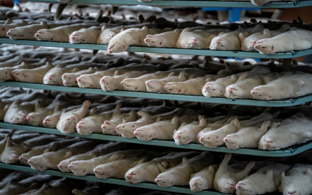 Es muy pronto para conocer las consecuencias de la mutación de Covid-19 hallado en visones: OMS