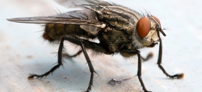 mosca negra de cerca