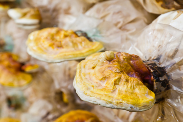 John Legend y Natalie Portman quieren que pruebes a usar hongos en lugar de cuero