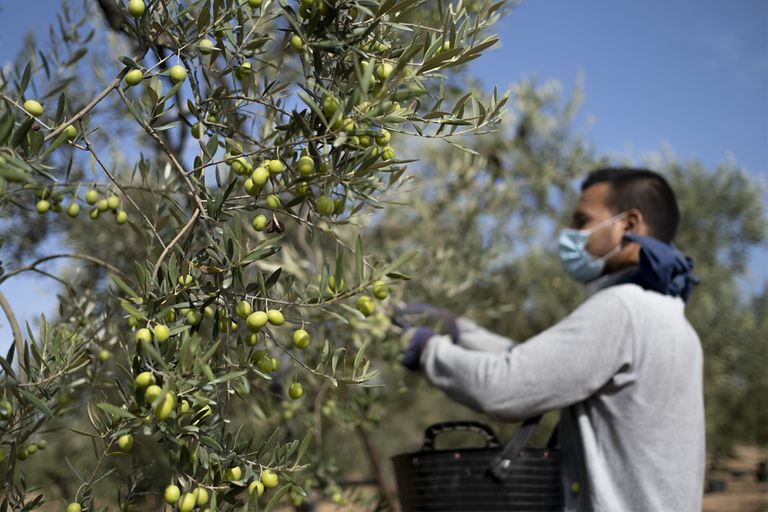 Un temporero recoge aceitunas en una finca del Aljarafe sevillano.