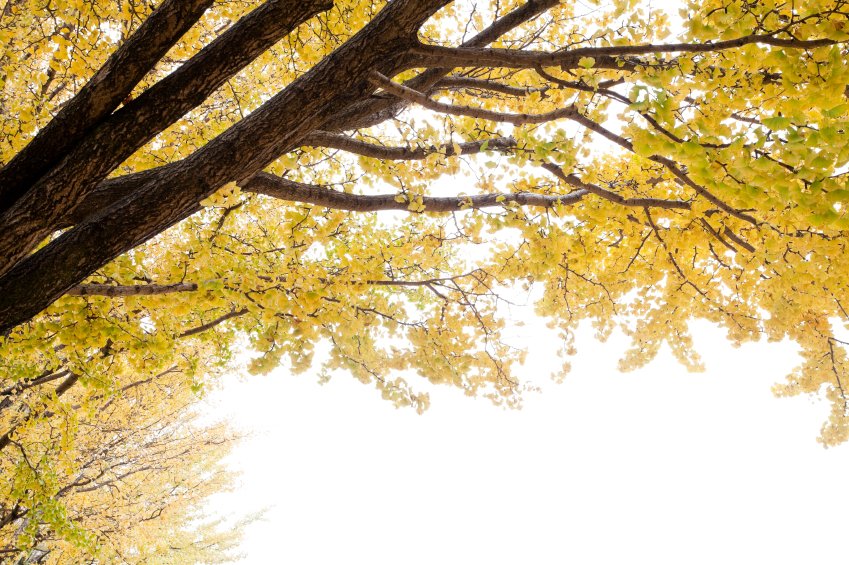 Un árbol con un dosel frondoso.