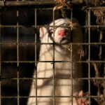 Polonia detecta Covid-19 entre trabajadores de criadero de visones