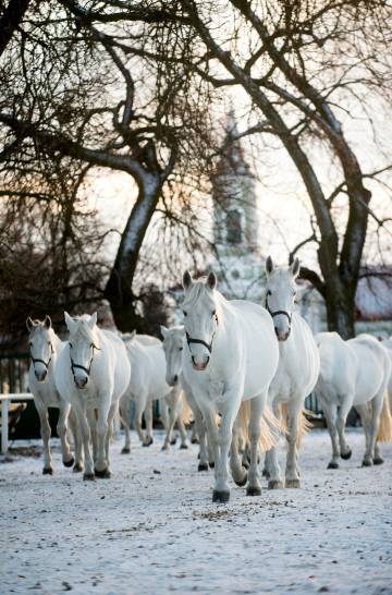 Caballos en los establos reales de Kladruby nad Labem, en Bohemia oriental (República Checa).