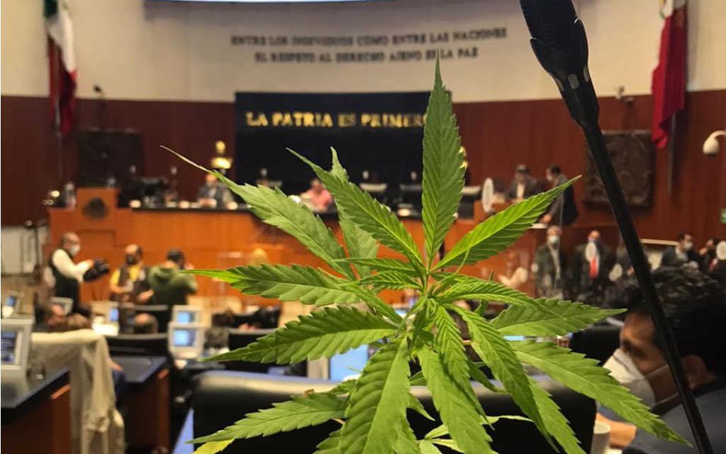 Senado aprueba uso lúdico de mariguana - La Neta Neta