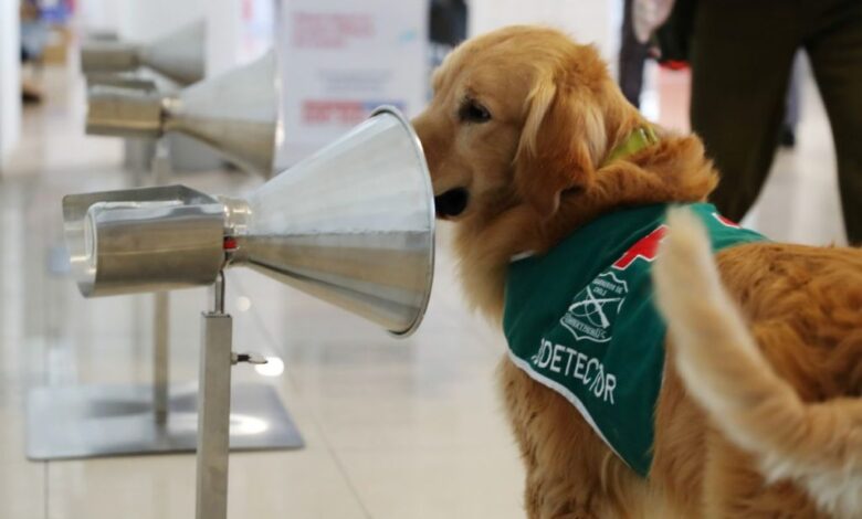 Perros entrenados para olfatear Covid-19 se presentan al servicio en aeropuerto chileno | Video
