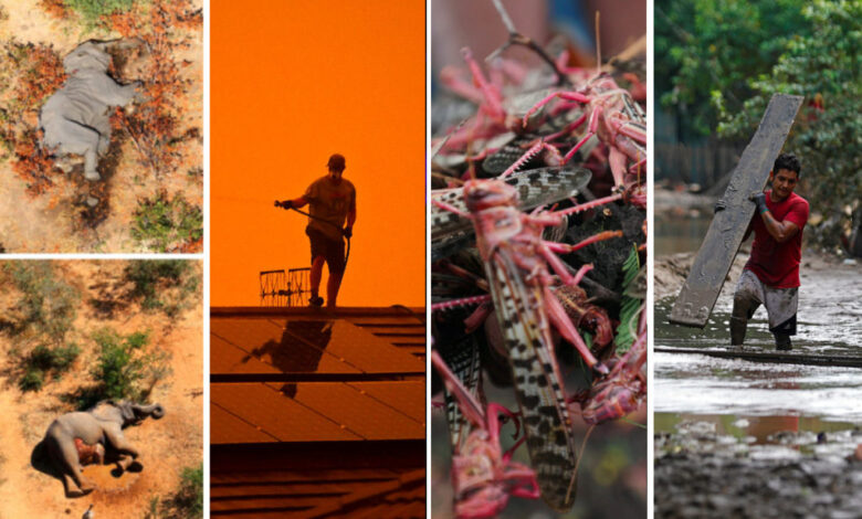 2020: año de desastres, incendios, polvo, ola de calor, plagas…