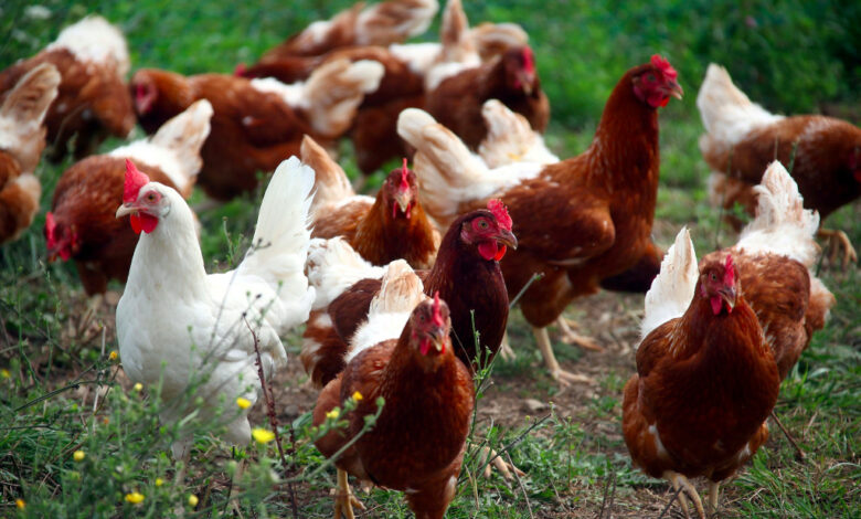 Alemania ordena sacrificar 29 mil pollos tras detectar gripe aviar en una granja