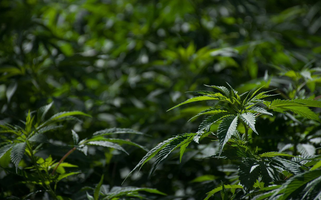 ONU eliminó al cannabis de la categoría de drogas más peligrosas