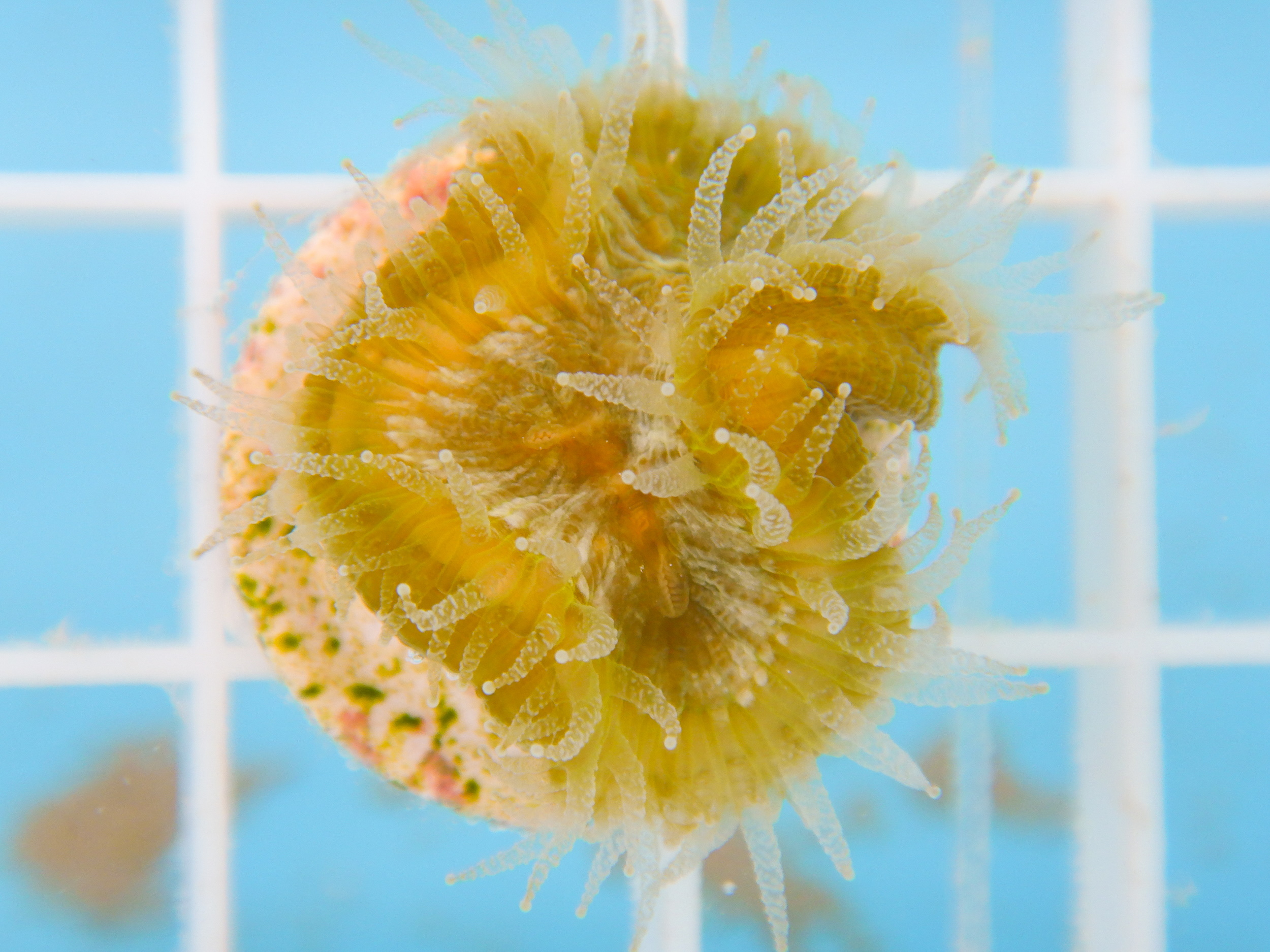 Los corales crecen en un tanque en Coral Vita en las Bahamas.