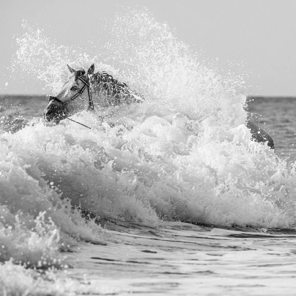 'Triunfo', un PRE de capa torda, entre las olas de El Palmar, una de las playas gaditanas donde Luis Ortega y Alicia Prius realizan su aquaterapia equina.