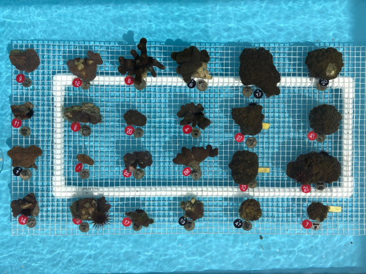 Coral Vita cultiva semillas de 2 millones de dólares para llevar su misión de restauración de arrecifes a todo el mundo