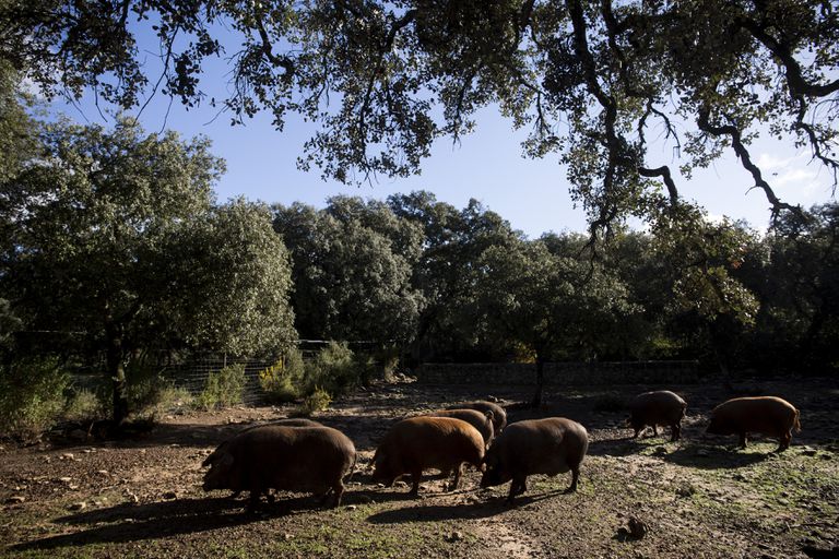 Ejemplares ibéricos de dorado gaditano, especie recuperada por La Dehesa de los Monteros en Ronda.