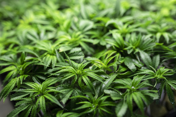 La startup de marketing de cannabis Fyllo adquiere DataOwl