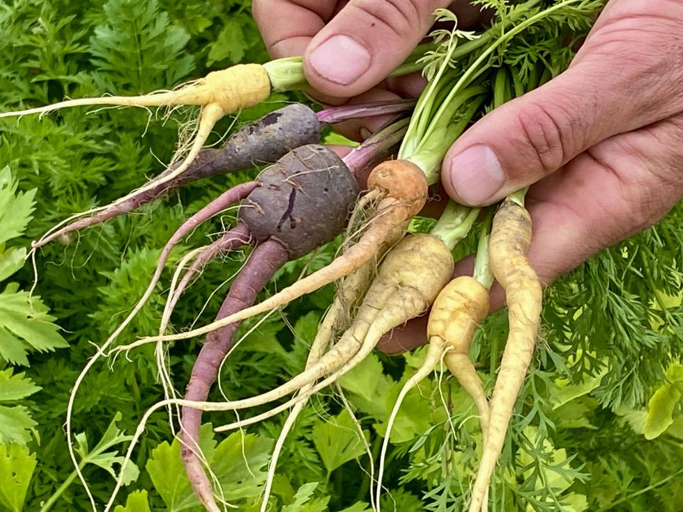 Tubérculos feos. J. C. CAPEL