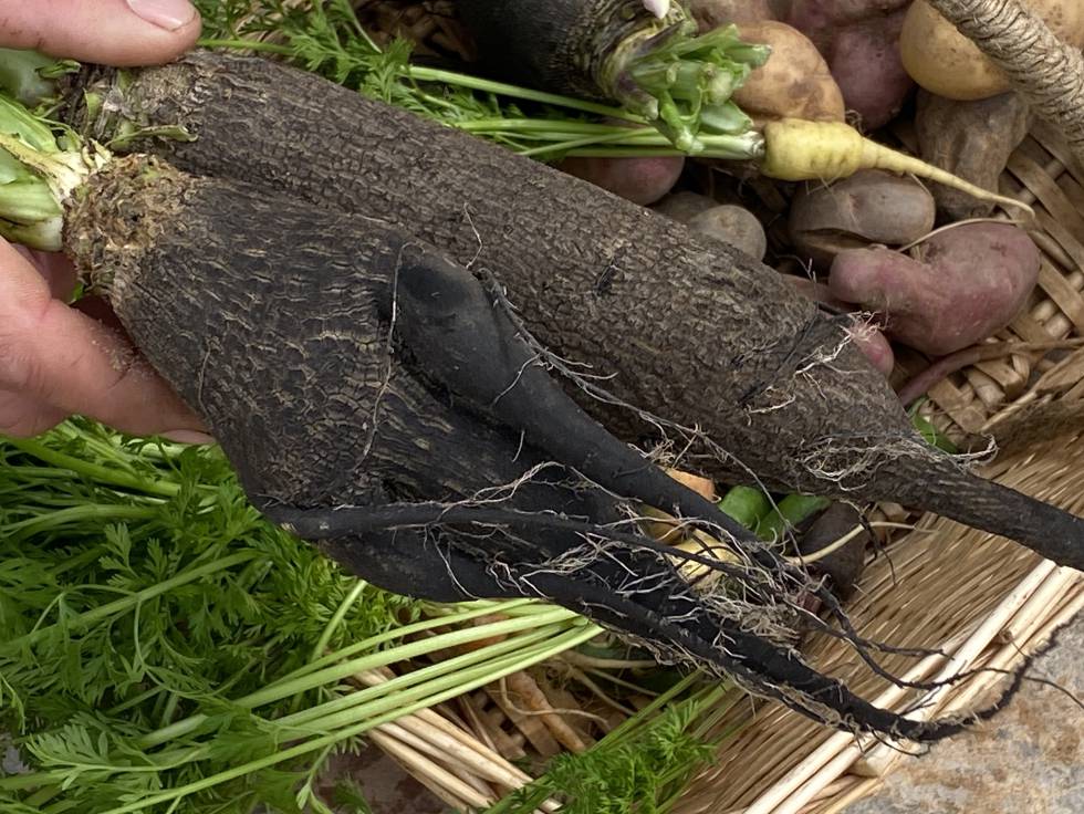 Nabo feo, deforme. J. C. CAPEL