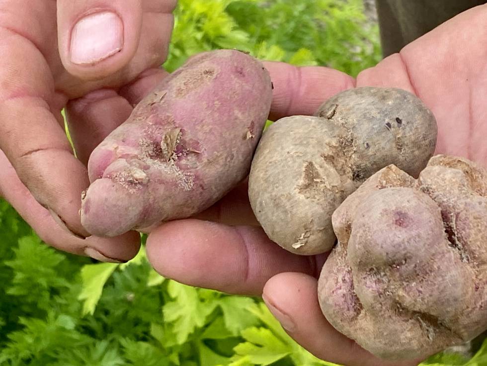 Patatas feas. J. C. CAPEL