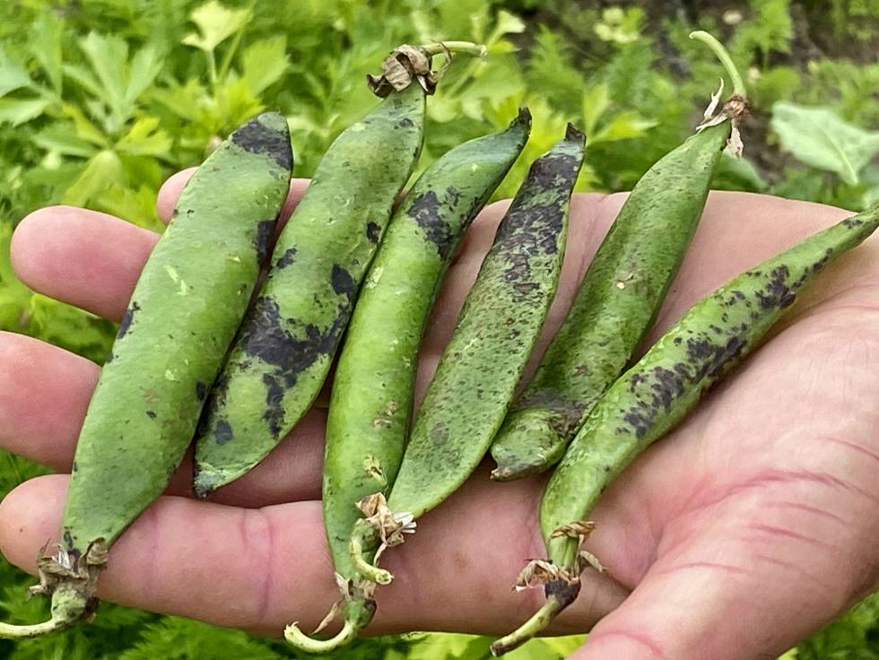 Guisantes feos. J. C. CAPEL