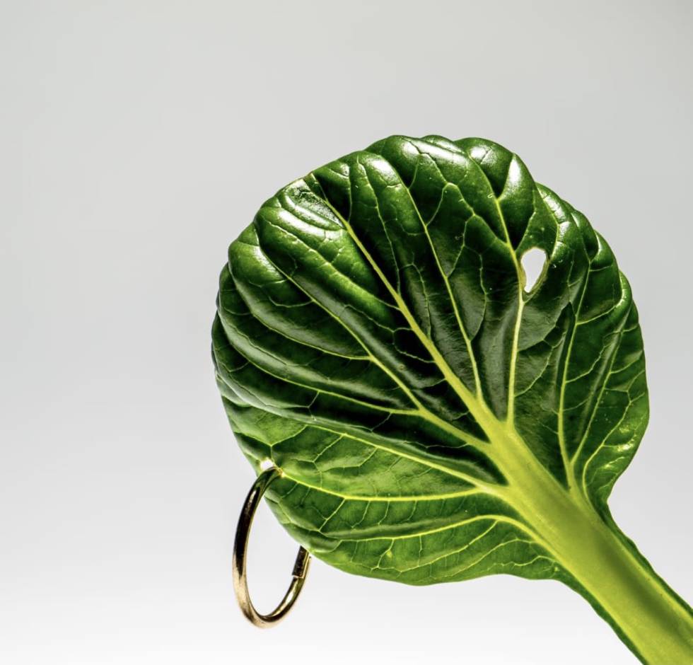 Hoja de tatsoi, atacada por los caracoles. RAFA MONGE Y AGUSTIN GÓMEZ