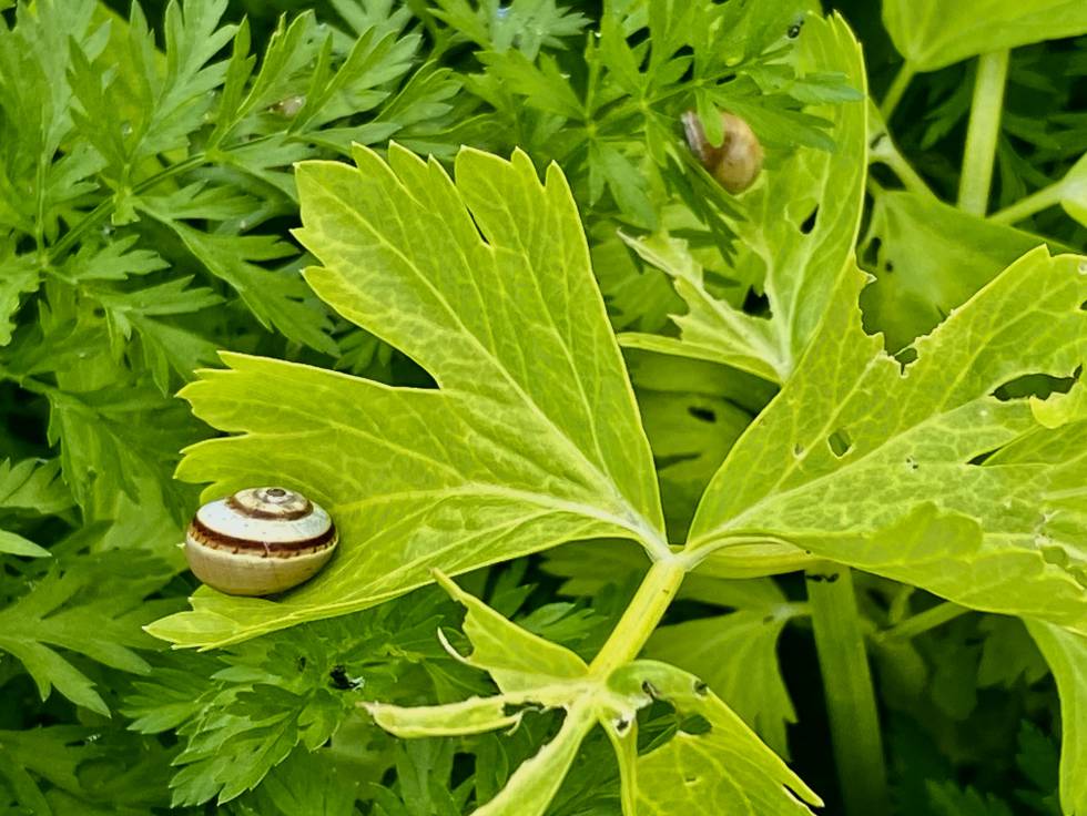 Hojas deterioradas por los caracoles en el navazo Cultivo Desterrado. J. C. CAPEL