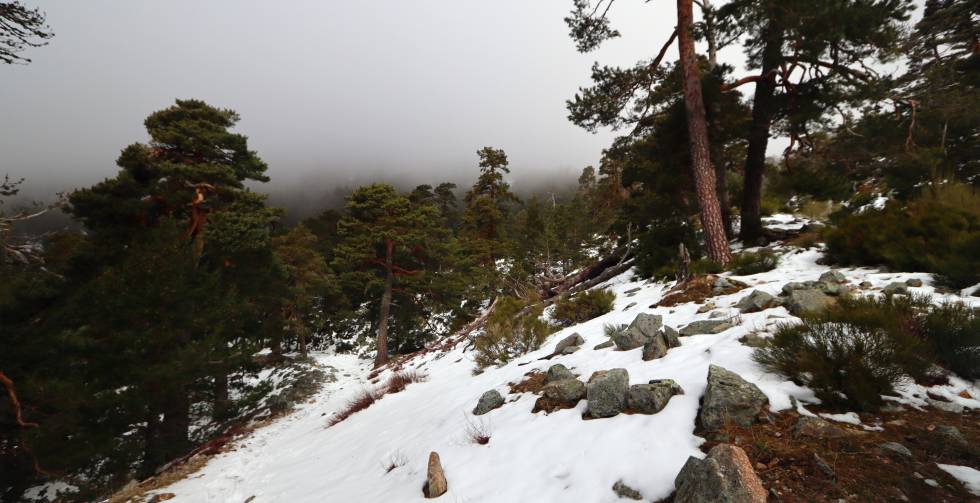 Camino borbónico cerca del puerto de la Fuenfría.
