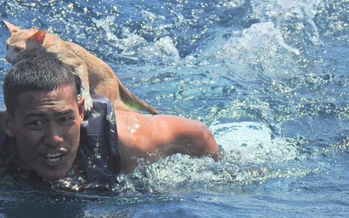 Rescatan a cuatro gatitos del hundimiento de un barco en Tailandia