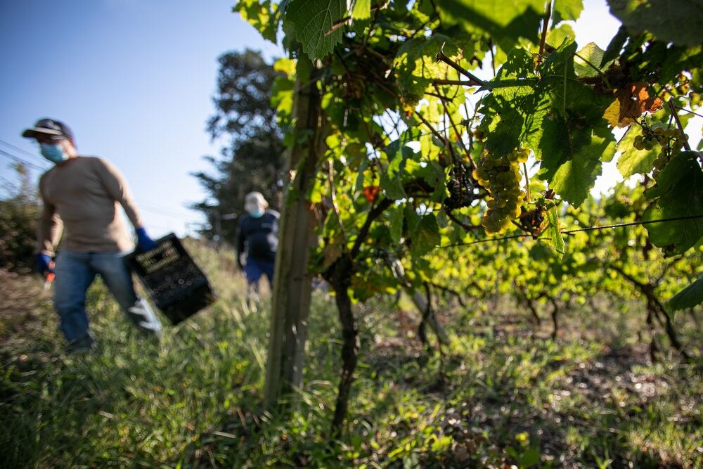 Los excedentes de vino provocados por la crisis amenazan al sector