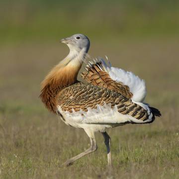 Un ejemplar de macho de avutarda.