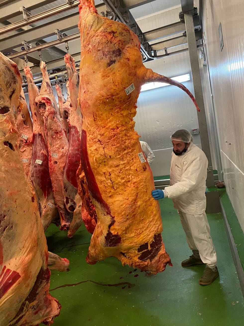 La vaca más grande de España.