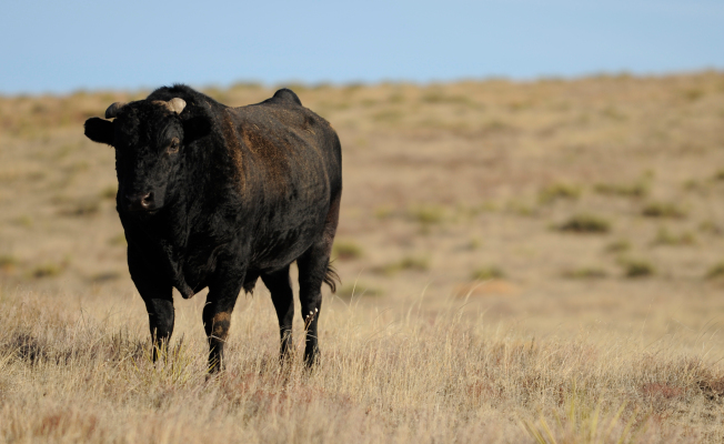 Esta puesta en marcha de Y Combinator está llevando la carne cultivada en laboratorio a un nivel superior con líneas celulares de alce, cordero y carne de vacuno Wagyu