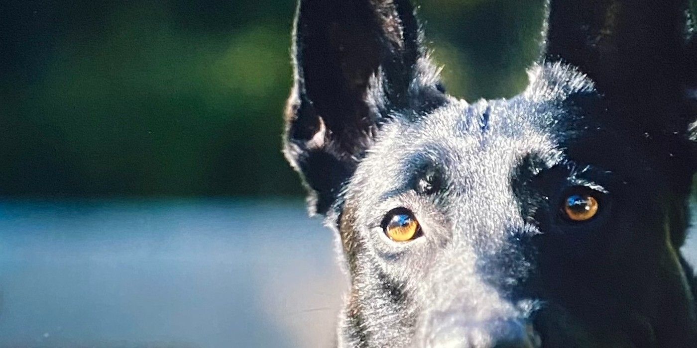 Intervención canina: raza, edad, personalidad y trucos de Nino, el perro de Andre Berto