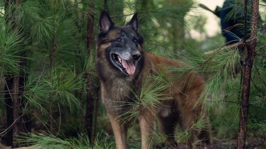 El perro muerto que camina Dixon El perro muerto que camina Dixon