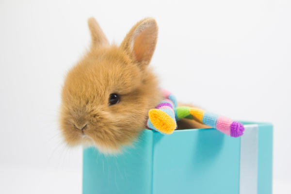 Scarf ayuda a los desarrolladores de código abierto a rastrear cómo se utilizan sus proyectos